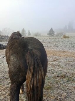 Predám ťažného žrebca - 4