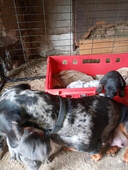 Predám jazvecikov. - 4