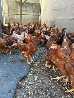 Tetra sl nosnice - 4