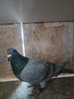 Poštové holuby - 4