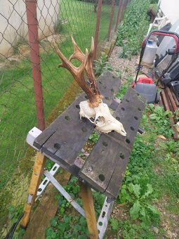 Trofeje na predaj - 4