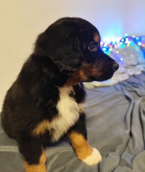 Bernský salašnícky - 4