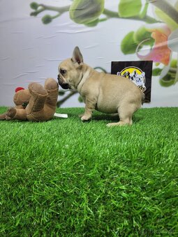 Francúzsky buldoček - 4