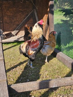 Nasadove vaj.araucana lavender,araucana,hodvabnicka usa - 4