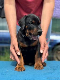 Doberman s PP FCI - 4