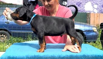 Doberman s PP FCI - 4