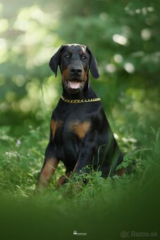 Doberman s PP FCI - 4