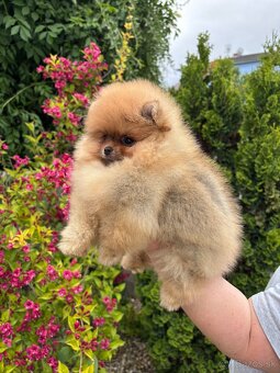 Pomeranian FCI - 4