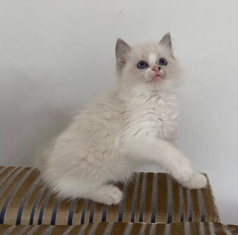 Ragdoll bez pp - 4