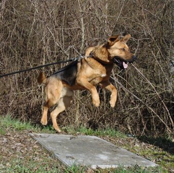 Darujem mohutného psa a strážcu Maxa - mix ovčiak / bull - 4