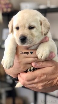 Labrador retriever - 4