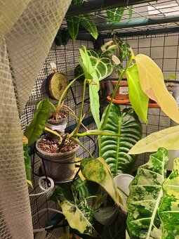 Monstera aurea - 4