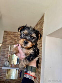 Yorkshire terrier - 4