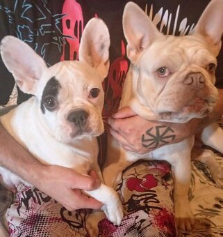 Francúzsky buldoček - 4