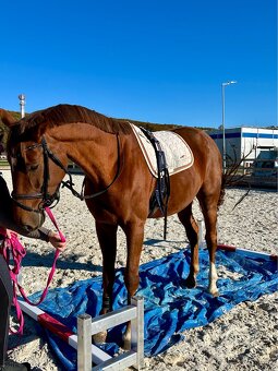 Ambiciózny valach do športu - 4