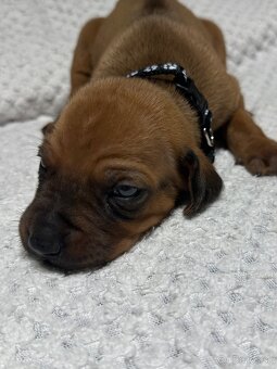 Rhodesian Ridgeback s preukazom pôvodu - 4