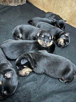 Predám šteniatka rotvajlera (RTW) - 4