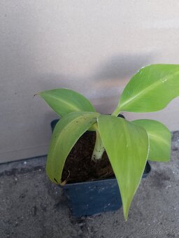 Bananovnik Dwarf Cavendish - 4