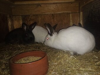 Kalifornský hyla - 4