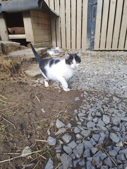 Darujem mačiatka - 4