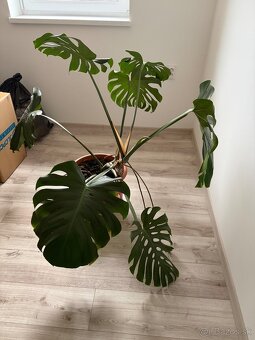 Monstera - 4