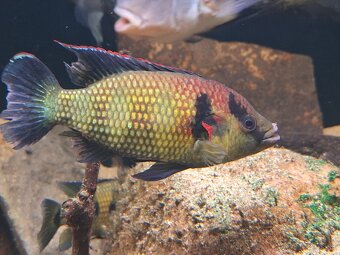 Predam Hemichromis elongatus Minna Niger F1 - 4