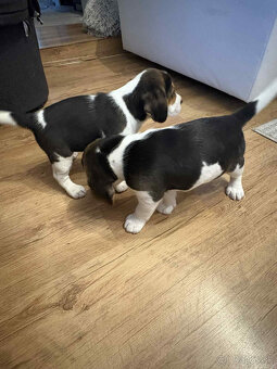 Beagle, bígel, bígl - 4