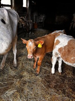 Predám jalovičku charolais - 4