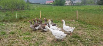 Predám tulúzske husi/gunare - 4