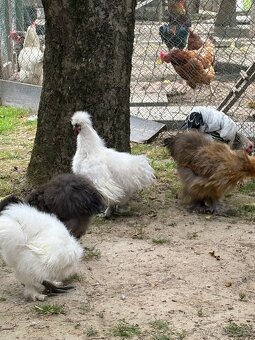 Predám kohútika Hodvabničky - 4