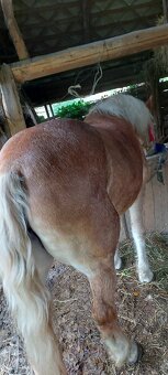 Kupim kona,kobylu - 4