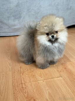 Pomeranian mini - 4