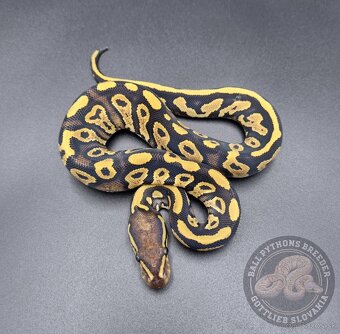 Ball Python- Python Regius - 4
