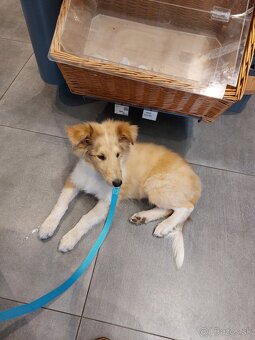 Kólia dlhosrstá s PP - 4