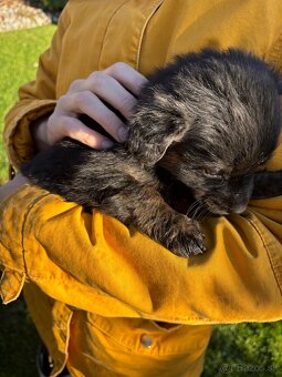 Darujem Šteniatka - 4