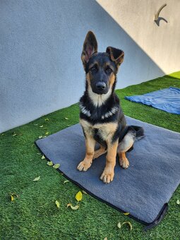 Nemecký Ovčiak - 4