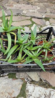 predám rastliny aloe vera - 4