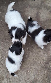 Šteniatka Border Kólia - 4