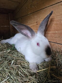 Kalifornský kralik - 4