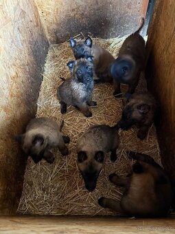 Belgický ovčiak bez PP - 4