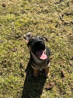 Nemecky ovčiak kríženec - 4