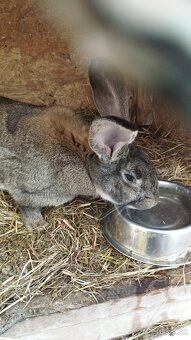 Pripustene samice - 4