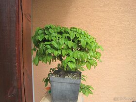bonsai,bonsaj-hrab 5 - 4