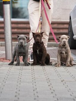 Bandog - 4