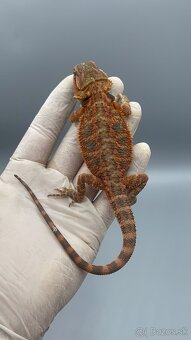 Agama bradata / pogona vitticeps - 4