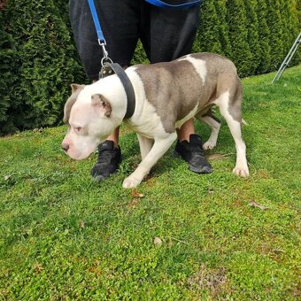 American bully xl - 4