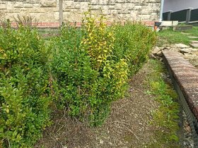 Predám kríky krušpánu vždyzeleného - 4