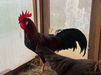 Vlaška jarabičia - 4