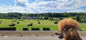 Pudel  Kralovsky Velký Krytie - 4