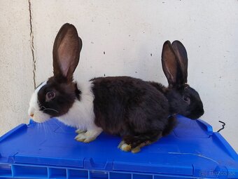 Šarišský Obrovitý x Belgický obor - 4